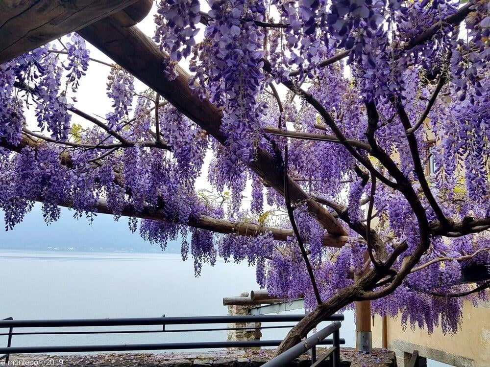 Sotto una pioggia di petali viola